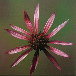 Schein, H08, Öl auf Leinwand, 2005/06 von Jan Czerwinski